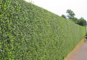 hedge-cutting-maintenance-bow